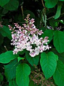 SYRINGA WOLFII