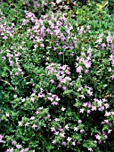 THYMUS PSEUDOLANUGINOSUS