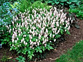 TIARELLA PINK BRUSHES