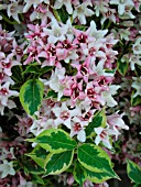 WEIGELA FLORIDA VARIEGATA