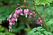 DICENTRA SPECTABILIS (BLEEDING HEART)