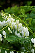 DICENTRA SPECTABILIS ALBA