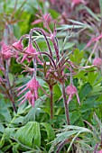 GEUM TRIFLORUM (PRAIRIE SMOKE)