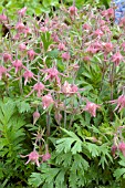 GEUM TRIFLORUM (PRAIRIE SMOKE)