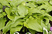 HOSTA MONTANA