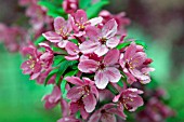 MALUS PRAIRIEFIRE (CRAB APPLE)