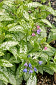 PULMONARIA MAJESTY (LUNGWORT)