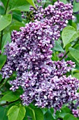 SYRINGA VULGARIS KATHERINE HAVEMEYER