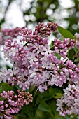 SYRINGA VULGARIS MACROSTACHYA (LILAC)