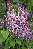 SYRINGA VULGARIS MME ABEL CHATENAY (LILAC)