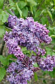 SYRINGA VULGARIS RUHM VON HORSTENSTEIN (LILAC)