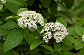 VIBURNUM LANTANA MOHICAN