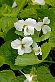 VIOLA ODORATA WHITE CZAR (SWEET VIOLET)