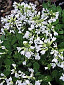 ARABIS CAUCASICA SNOWCAP