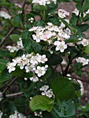 ARONIA MELANOCARPA AUTUMN MAGIC