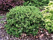 BERBERIS THUNBERGII KOBOLD