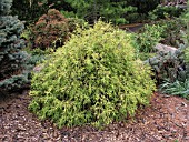 CHAMAECYPARIS PISIFERA GOLDEN MOP