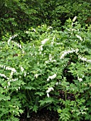 DICENTRA SPECTABILIS ALBA