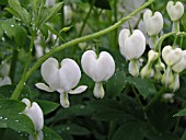 DICENTRA SPECTABILIS ALBA