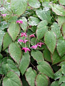 EPIMEDIUM RUBRUM