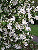 EXOCHORDA SERRATIFOLIA NORTHERN PEARLS