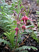 GEUM TRIFLORUM