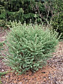 LARIX LARICINA DEBORAH WAXMAN