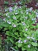 MERTENSIA VIRGINICA