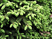 PICEA ABIES FOLIAGE