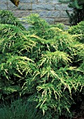 JUNIPERUS CHINENSIS GOLD LACE