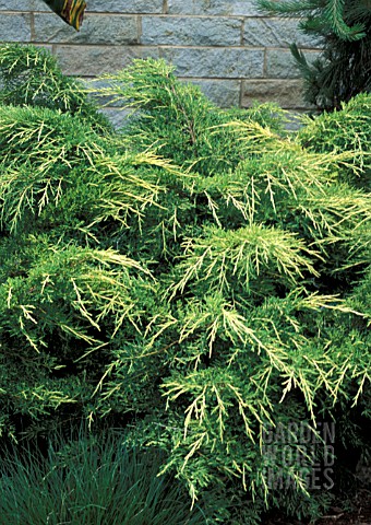 JUNIPERUS_CHINENSIS_GOLD_LACE