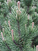 PINUS MUGO FOLIAGE