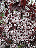 PRUNUS CISTENA