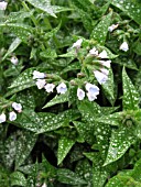 PULMONARIA ROY DAVIDSON