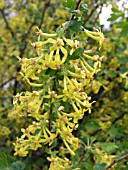 RIBES ODORATUM