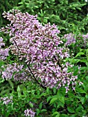 SYRINGA CHINENSIS