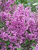 SYRINGA CHINENSIS