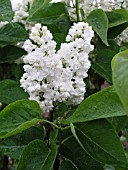 SYRINGA VULGARIS FATHER JOHN FIALA