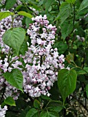 SYRINGA HYACINTHIFLORA BLANCHE SWEET