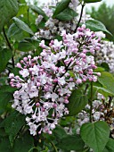 SYRINGA HYACINTHIFLORA BLANCHE SWEET