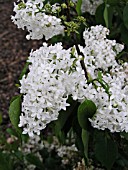 SYRINGA HYACINTHIFLORA MOUNT BAKER