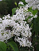 SYRINGA HYACINTHIFLORA MOUNT BAKER