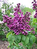 SYRINGA JULIANAE GEORGE EASTMAN