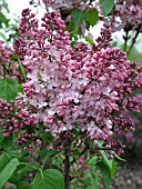 SYRINGA VULGARIS MARIE FRANCES