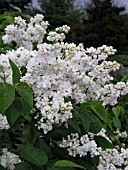 SYRINGA VULGARIS MME. LEMOINE