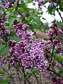 SYRINGA VULGARIS SENSATION