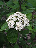 VIBURNUM LANTANA MOHICAN