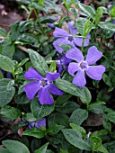 VINCA MINOR DARTS BLUE