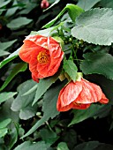 ABUTILON CLEMENTINE