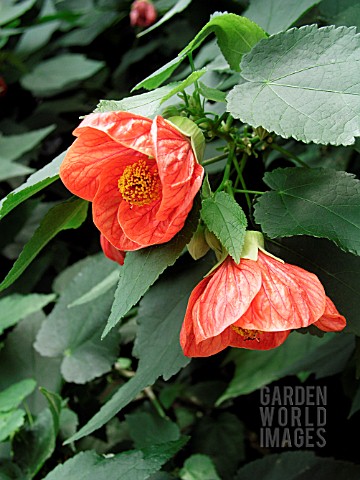 ABUTILON_CLEMENTINE